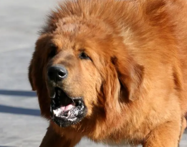 Which dog guards the most outstanding? Take a look