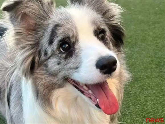 Extremely high IQ! Top 10 Smartest Stars in Dog World