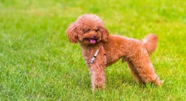 There are 6 kinds of dogs that you don’t easily touch even if you have money. Raising them is like offering a “living ancestor”! !