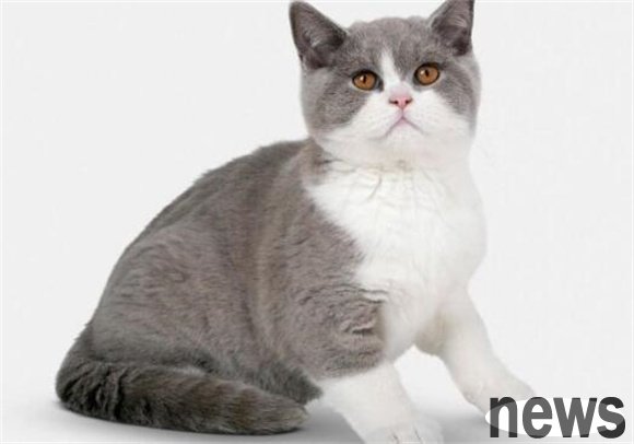 The world of pet cats is colorful. See how many charming cats you can recognize?