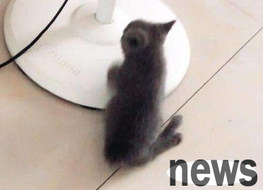 What is the treatment for leg deformities in newborn kittens? Why not take a look
