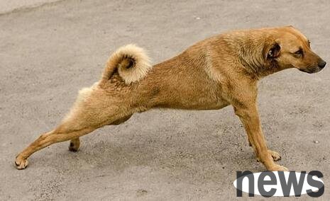 Dog health manifestations Dog health check