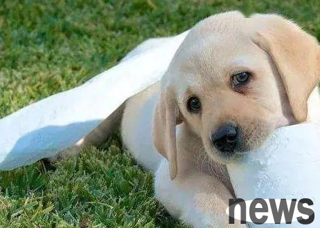 What are the symptoms of dogs poisoning? How to first aid?