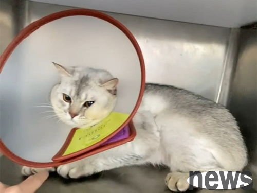 Do cats need to be ligated and what to note after ligation