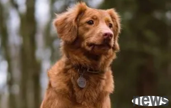 Things parents who raise dogs must know!