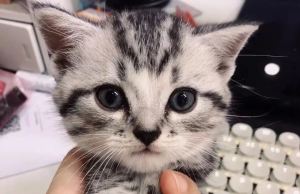 What is the dietary rules of cats generally like?