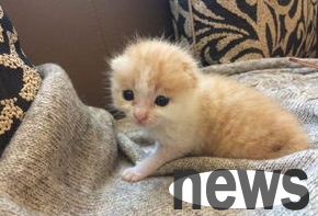 How to solve the problem of insufficient milk for female cats? What to do if the cat is not rich in milk