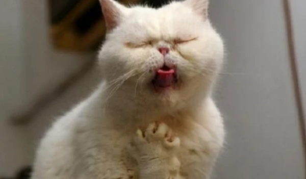 What should I do if a cat is not in a state of depression if it is not energetic? Don t panic, read this article