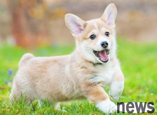How much do you know about adverse effects on dogs?
