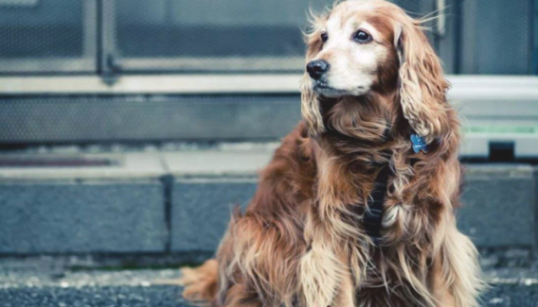 Can puppies eat erythrovenin to make their hair beautiful? This article tells you
