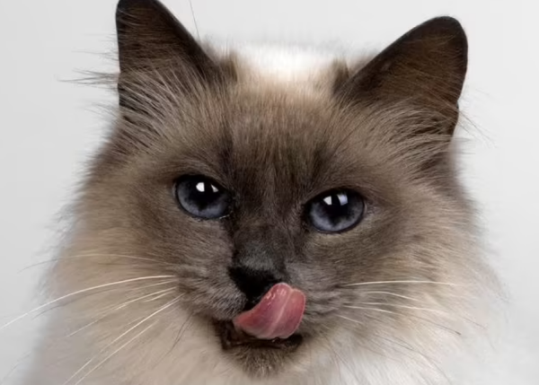 Is this true that cats treat everyone equally regardless of their owners’ wealth, no matter how rich or poor their owners are, is this true?