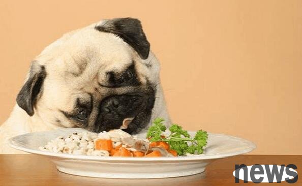 Which dogs can eat the most?