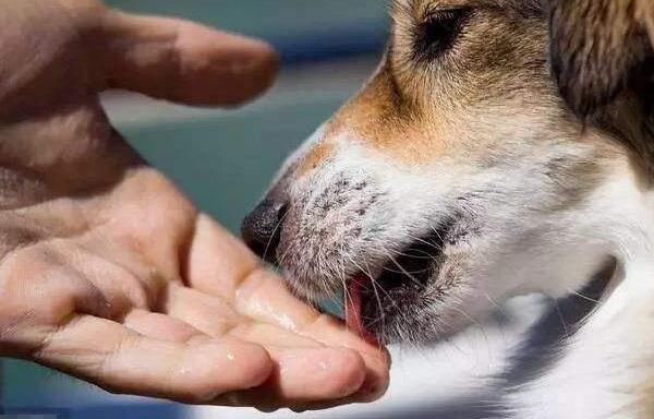 What medicine is the most easy to heal if a dog has a wound?