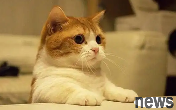What are the symptoms of indigestion in cats?