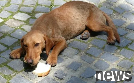 How many days will the dog die if it is hungry? Why don t you drink water