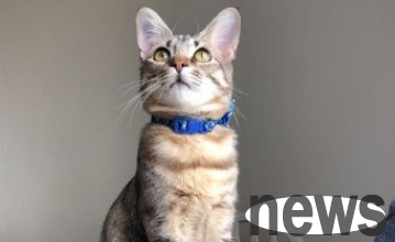 Raising a cat for a thousand days is used for a moment! The cat outside the locked house appears to rescue it