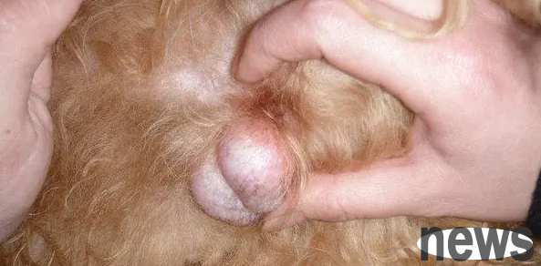 Is it okay if a dog has only one testicle? The master comes and see