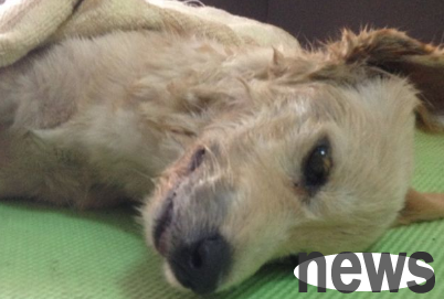 What are the symptoms of dog distemper? Tips for shovelers!