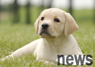 What are the behavioral problems of dogs? If you don’t know, come and have a look!