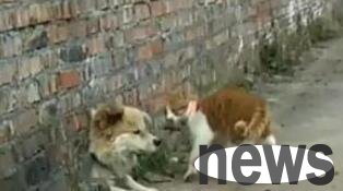 Pastoral dog stuck in the wall hole and was discovered by the old rival fat orange cat. He took the opportunity to make things difficult and even urinate