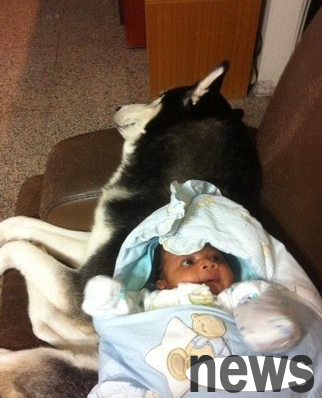 The girl grew up with Erha, and she put the dog on him when she was hugging the quilt. Now she calls Erha brother every day.