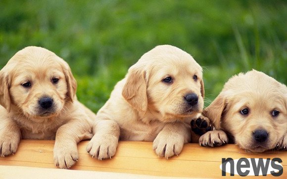 shock! Feeding raw meat to dogs is so depressing!