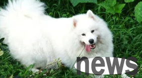 Are Chinese Garden Dogs Suitable in the City | Why are urban people not suitable for raising Chinese Garden Dogs?