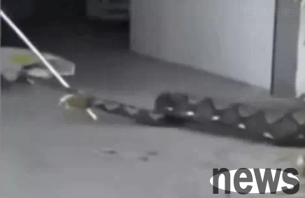 A 6-meter-long python was caught in a factory in Thailand. Its belly was so swollen that it was suspected to have swallowed a dog.