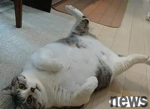 The method of helping cats lose weight has caused controversy among many netizens. What do you think?