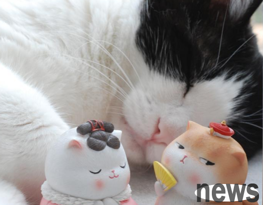 Christmas gifts have arrived! Other cats have it, so my cub must have it too.