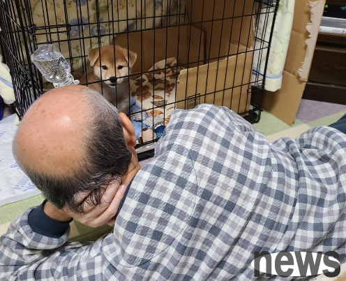 Cute Shiba Inu stayed in for only 3 days, and dad instantly became a dog slave