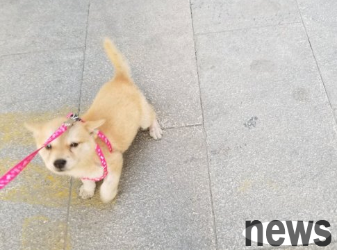 The Shiba Inu used his big size to bully the kitten, but he was subdued by the work and refused to come back when he went out.