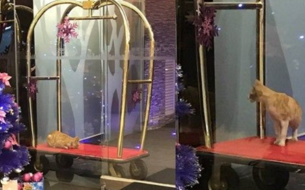 Taichung stray cat likes to lie on the luggage cart, the hotel gives it a big meal every day