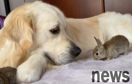 A mother rabbit gave birth to a litter of baby rabbits, but they were 