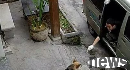 Why are dog thieves so rampant? Should we stop eating dog meat?