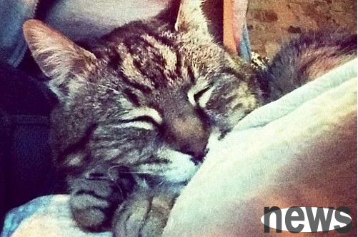 A cat who was equivalent to 118 years old in humans was innocently beaten to death by teenage hooligans