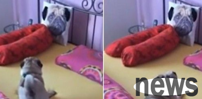 Pug saw a pillow on the bed and howled like him
